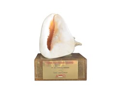 BEST NEW COMER 2012